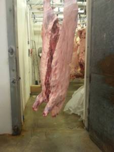 Photo from a field trip for Meat Evaluation. 